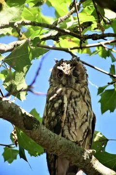 Long eared owl in a plane tree Stock Photos