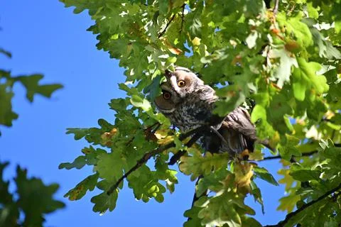 Long eared owl in a plane tree Stock Photos