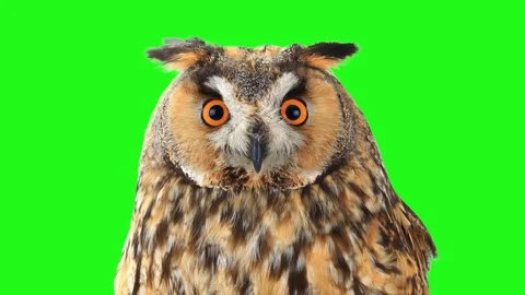 Long-eared owl portrait with orange eyes on green screen. Animated cinemagrap Stock Footage 331361526