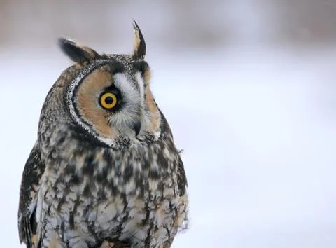 Long-eared Owl Profile Stock Photos