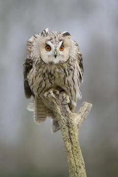 Long-eared owl resting looking at the camera sitting outdoors on a branch Stock Photos