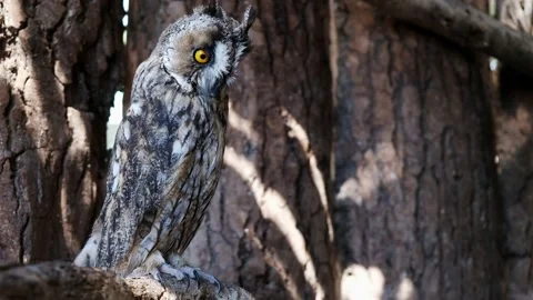 Long Eared Owl resting on a tree trunk in a wood Stock Footage 139054108