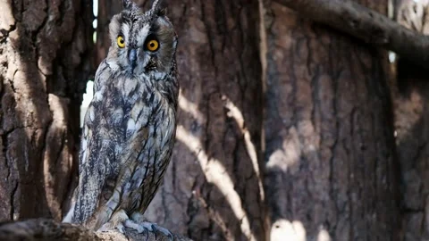 Long Eared Owl resting on a tree trunk in a wood Stockbeeldmateriaal 139054352