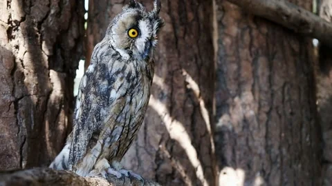 Long Eared Owl resting on a tree trunk in a wood Stock Footage 139054748