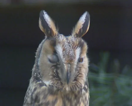 Long-eared owl roosting - close up Stock Footage 52543641