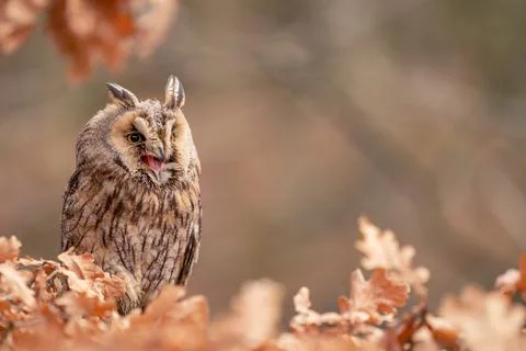 Long-eared owl shouting while hiddne in the leaves. 库存照片