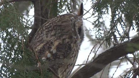 Long-eared owl siting in snowy tree in cold winter day close up Stock Footage 169704676