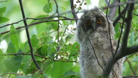 Long-eared owl sits on the branch and watches in camera Stock Footage 281656829