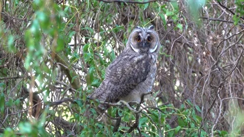 A long-eared owl sits on a branch in the crown of a tree Video stock 337511212