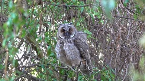 A long-eared owl sits on a branch in the crown of a tree Video stock 337511420