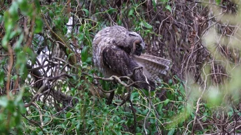 A long-eared owl sits on a branch in the crown of a tree Stock Footage 337512462