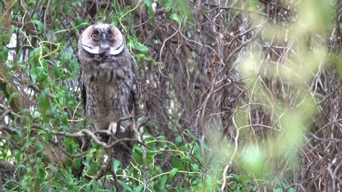 A long-eared owl sits on a branch in the crown of a tree Stock Footage 337512523