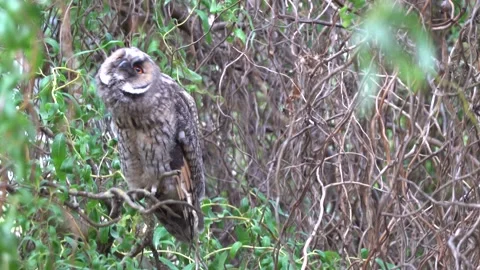 A long-eared owl sits on a branch in the crown of a tree Stock Footage 337513401