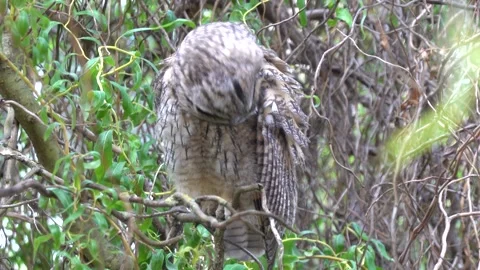 A long-eared owl sits on a branch in the crown of a tree Stock-Footage 337550884