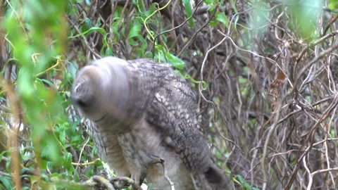 A long-eared owl sits on a branch in the crown of a tree Stock-Footage 337566916