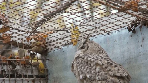 A long-eared owl sits in the cage of the zoo. Close-up Stock-Footage 82140068