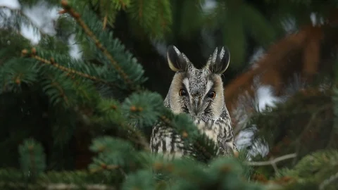 Long-eared Owl sitting on the branch Stock Footage 86157831