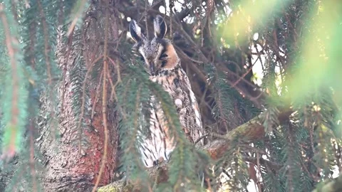 Long-eared owl sitting on a branch, slow motion Stock Footage 331317957