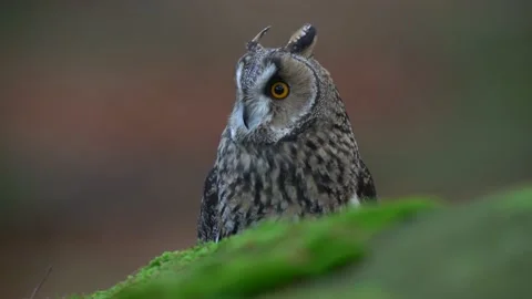 Long-eared Owl sitting in green vegetation in the fallen larch forest during dar Video stock 165032746