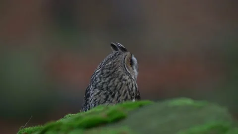 Long-eared Owl sitting in green vegetation in the fallen larch forest during dar Vídeos de archivo 165033050