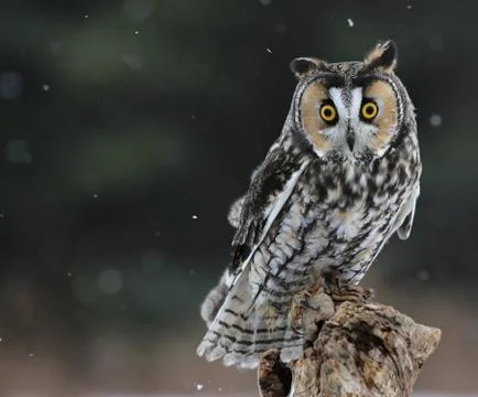 Long-eared Owl Sitting Stock Photos
