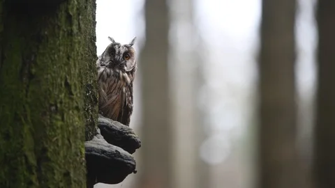 Long-eared owl sitting on the tree Stock Footage 121968824