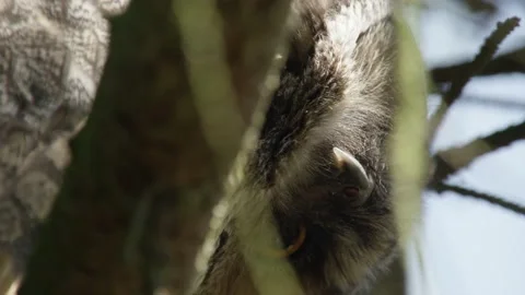 Long-eared owl sitting in a tree Stock Footage 165676744