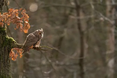 Long-eared owl sitting on tree branch with blurred forest on the background 스톡 사진