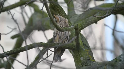 Long eared Owl slowly turned head Stock Footage 315485625