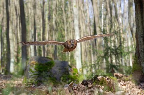 Long-eared owl Soaring Through Forest In Daylight. Asio otus 스톡 사진