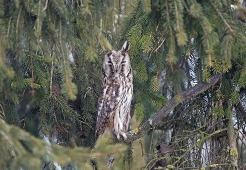 Long eared owl standing on a branch of coniferous tree Stock Photos