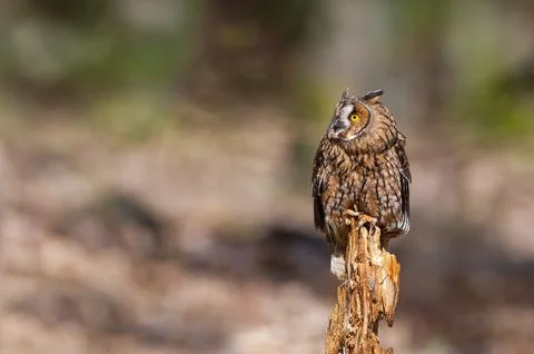 Long-eared owl standing on tree trunk and looking to the left. Asio otus 库存照片