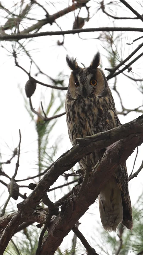 Long-eared Owl Staring at Camera with Orange Eyes Perched on Pine Branch 库存影片 330517728