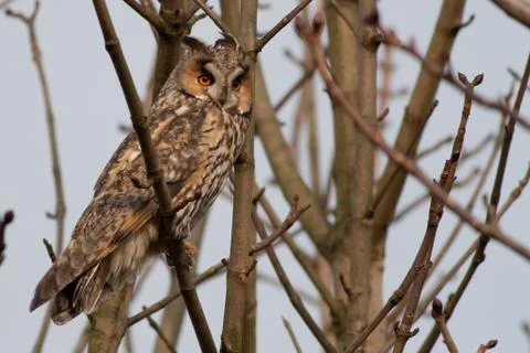 Long-eared owl in a tree Stock Photos