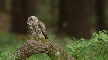 Long-eared owl young sitting on tree Stock Footage 85953472