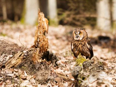 Long-eares owl siting on stump in forest - Asio otus Stock Photos