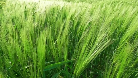 Long ears of rye sway in wind, close-up 動画素材 336382082