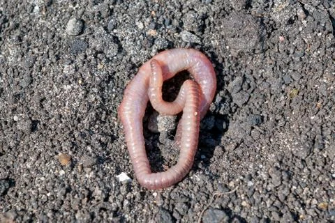 A long earthworm curled up in a ring on the dry ground. Stock Photos
