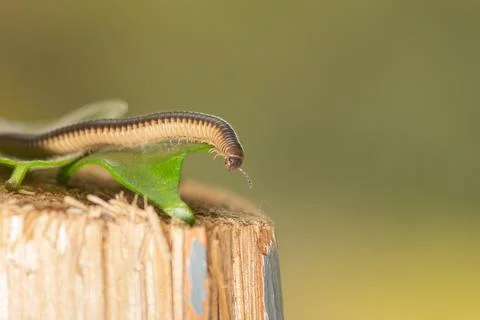 Long earthworm on a leaf close up . Macro photography. Stock Photos