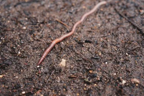 Long earthworm Stock Photos