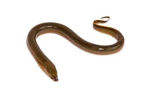 Long eel isolated on a white background Stock Photos