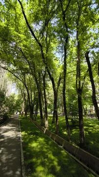 Long empty asphalt footpath in a lush green park with tall summer trees. 库存照片