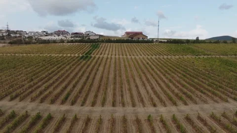 Long, even rows of grape bushes on private wine lands. Aerial frame Stock Footage 268745752