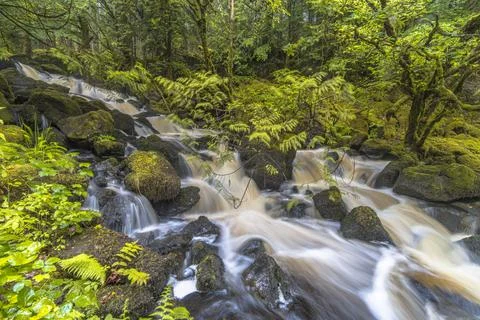 Long exposure of fast flowing river in forest, Isle of Mull, Scotland Stock Photos