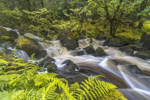 Long exposure of fast flowing river in forest, Isle of Mull, Scotland Stock-Fotos