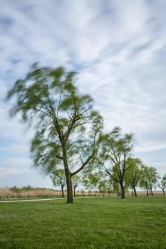 Long Exposure image of the crown of a tree. Foto stock