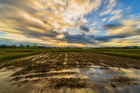 Long exposure landscape with clouds moving rice field and sunset. Stock Photos