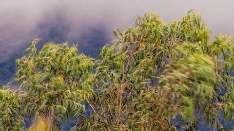 Long exposure of the movement  of the canopy of an eucalyptus tree in a stron Stock Photos