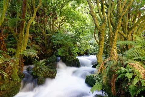 Long exposure of a river surrounded in lush flora Stock Photos