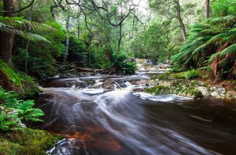 Long exposure of a stream flowing through a lush rainforest in Tasmania Stock Photos